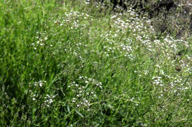 Çingenenin narin yeşil dallar üzerinde, temiz ve nazik bir atmosfer oluşturan birçok küçük beyaz çiçeği vardır..