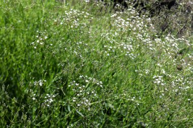 Çingenenin narin yeşil dallar üzerinde, temiz ve nazik bir atmosfer oluşturan birçok küçük beyaz çiçeği vardır..