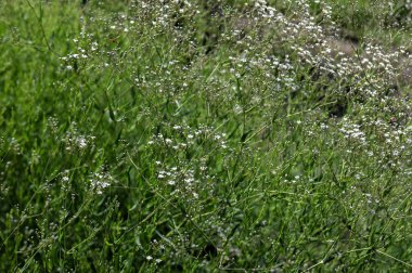 Çingenenin narin yeşil dallar üzerinde, temiz ve nazik bir atmosfer oluşturan birçok küçük beyaz çiçeği vardır..