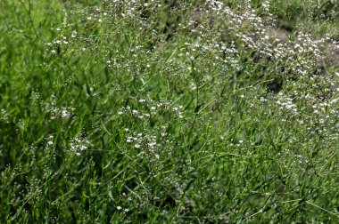 Çingenenin narin yeşil dallar üzerinde, temiz ve nazik bir atmosfer oluşturan birçok küçük beyaz çiçeği vardır..