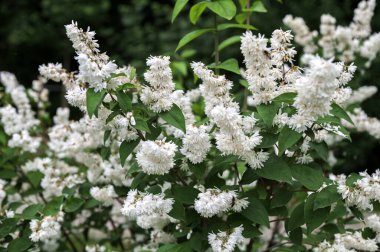 Rough Deutzie (Deutzia scabra), ortanca familyasından beyaz çiçekli yoğun dallı bir çalılıktır..