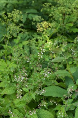 Circaea lutetiana. Geniş yapraklı büyücünün arka planı bulanık olan itüzümü olarak bilinir. İlginç bir yaz çiçeği dokusu..