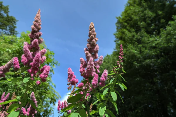 Spirea Triumphans ya da Spiraea x billardii Triumphans ya da Spiraea menziesii Triumphans bahçe melezleri. İnce yaprak dalları, koyu yeşil oblong yaprakları ve küçük morluklar taşıyan yapraklar.