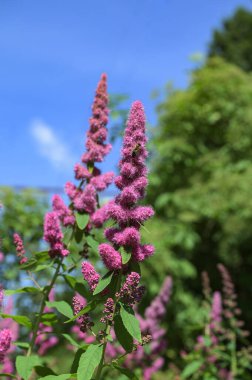 Spirea Triumphans ya da Spiraea x billardii Triumphans ya da Spiraea menziesii Triumphans bahçe melezleri. İnce yaprak dalları, koyu yeşil oblong yaprakları ve küçük morluklar taşıyan yapraklar.
