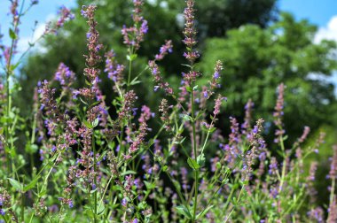 Haziran 'da yeşil saplı mavi kedi nanesi. Mor çiçekli bitkilere yakın plan. Bahçedeki Nepeta parnassika (Catmint) çiçekleri..