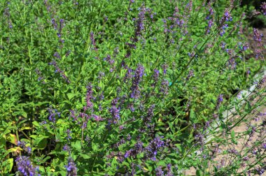 Haziran 'da yeşil saplı mavi kedi nanesi. Mor çiçekli bitkilere yakın plan. Bahçedeki Nepeta parnassika (Catmint) çiçekleri..