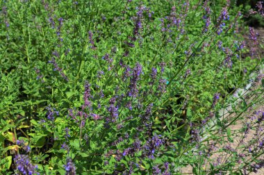 Haziran 'da yeşil saplı mavi kedi nanesi. Mor çiçekli bitkilere yakın plan. Bahçedeki Nepeta parnassika (Catmint) çiçekleri..