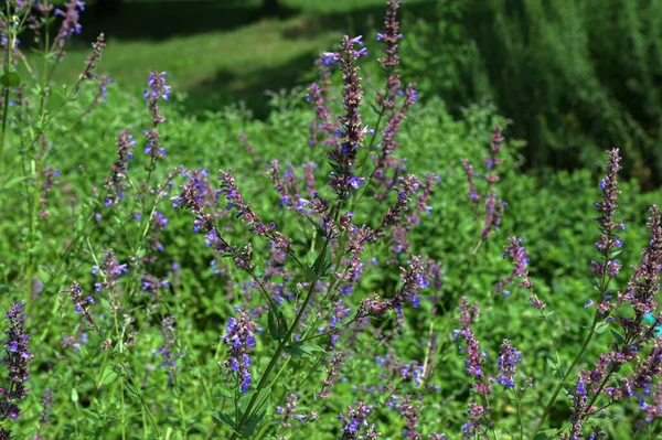 六月绿色枝干上的蓝色薄荷花 紫色开花植物的特写 园中的薄荷花 — 图库照片