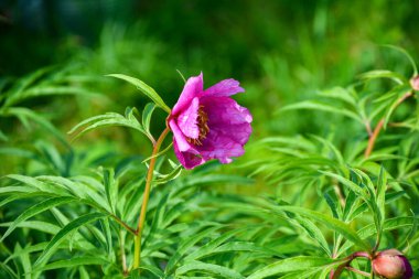 Anormal Şakayık (Peeonia anomali), Haziran ayı başlarında çiçek tarhında çiçek açar. Halk tıbbında popülerdir..