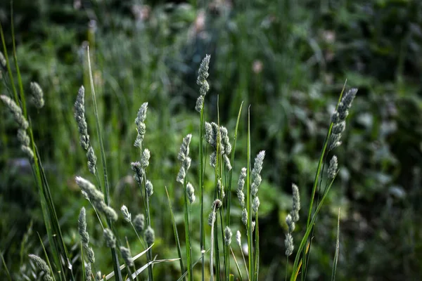 초원에서 귀중한 Dactylis Glomerata Plant 잔디에 Dactylis 초원에서 귀중한 Dactylis — 스톡 사진