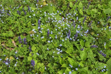 Soluk mavi myosotis sylvatica çiçek açmış, sarı merkezli küçük çiçek grubu, yeşil bitki. Myosotis 'in küçük mavi çiçeği, yakın plan..
