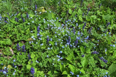 Soluk mavi myosotis sylvatica çiçek açmış, sarı merkezli küçük çiçek grubu, yeşil bitki. Myosotis 'in küçük mavi çiçeği, yakın plan..