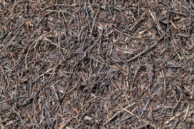 Büyük kızıl orman karıncaları. Kırmızı Karınca kolonisi. Karınca yuvası. Karınca yuvasında bir sürü karınca var. Tam bir kaos içinde karıncalar bir karınca yuvasında koşar..