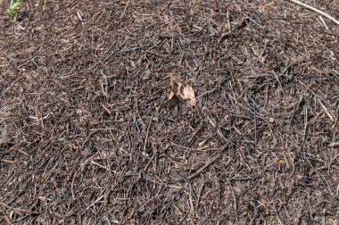 Büyük kızıl orman karıncaları. Kırmızı Karınca kolonisi. Karınca yuvası. Karınca yuvasında bir sürü karınca var. Tam bir kaos içinde karıncalar bir karınca yuvasında koşar..