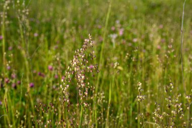 Titreyen çimenler (Briza media) inflorescence.Briza media, titreyen çimenler - süslemeli otlar. Yaygın çimenler, Titreyen-çimenler Poaceae. Yazın vahşi bitki vuruşu..