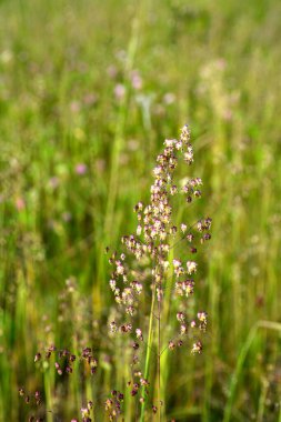 Titreyen çimenler (Briza media) inflorescence.Briza media, titreyen çimenler - süslemeli otlar. Yaygın çimenler, Titreyen-çimenler Poaceae. Yazın vahşi bitki vuruşu..