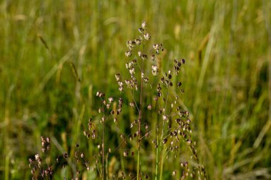 Titreyen çimenler (Briza media) inflorescence.Briza media, titreyen çimenler - süslemeli otlar. Yaygın çimenler, Titreyen-çimenler Poaceae. Yazın vahşi bitki vuruşu..