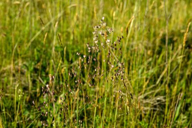 Titreyen çimenler (Briza media) inflorescence.Briza media, titreyen çimenler - süslemeli otlar. Yaygın çimenler, Titreyen-çimenler Poaceae. Yazın vahşi bitki vuruşu..