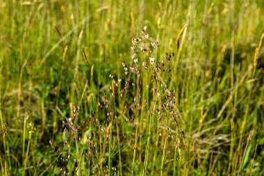 Titreyen çimenler (Briza media) inflorescence.Briza media, titreyen çimenler - süslemeli otlar. Yaygın çimenler, Titreyen-çimenler Poaceae. Yazın vahşi bitki vuruşu..