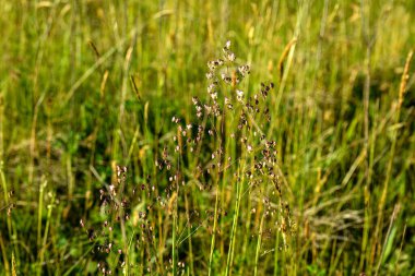 Titreyen çimenler (Briza media) inflorescence.Briza media, titreyen çimenler - süslemeli otlar. Yaygın çimenler, Titreyen-çimenler Poaceae. Yazın vahşi bitki vuruşu..