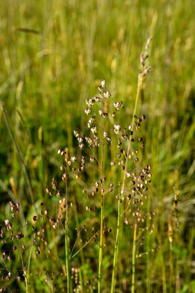 Quaking Grass Briza Media Inflorescence Briza Media Quaking Grass Hierba —  Fotos de Stock