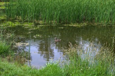 Yaban ördeği gölde yüzer. Yaban ördekleri sazlıklarda yumurtadan çıkmış ördekler, ilkbaharda vahşi ördekler için üreme mevsimi..