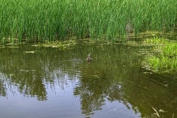 wild duck swims in the lake.Mallard ducks with hatched ducklings in reeds, breeding season in wild ducks in spring.