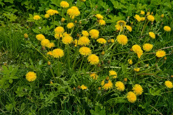 Žlutá Pampeliška Květiny Krásná Taraxacum Květina Zelené Zahradě — Stock fotografie