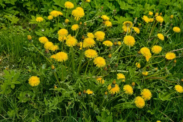 Κίτρινα Λουλούδια Πικραλίδας Όμορφο Λουλούδι Taraxacum Ένα Καταπράσινο Κήπο — Φωτογραφία Αρχείου