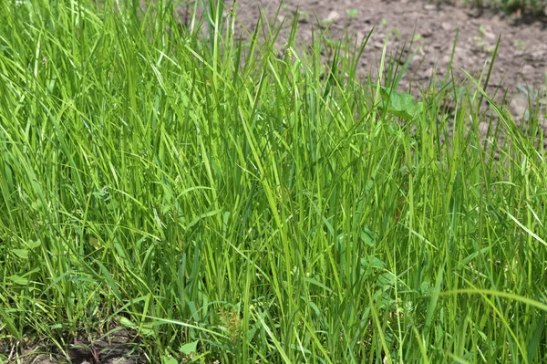 カルトゥ チャファ ホルタ 高緑と背の高い草を持つトラの植生 — ストック写真