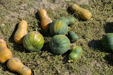 Balkabağı hasadı. Tarlada bir sürü balkabağı kuyruğu var. Çiftlikte kocaman bir kabak tarlası var. Çarşafın üzerinde bir sürü balkabağı var..