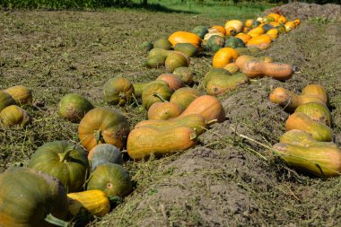 Balkabağı hasadı. Tarlada bir sürü balkabağı kuyruğu var. Çiftlikte kocaman bir kabak tarlası var. Çarşafın üzerinde bir sürü balkabağı var..