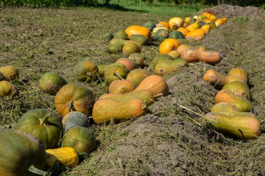 Balkabağı hasadı. Tarlada bir sürü balkabağı kuyruğu var. Çiftlikte kocaman bir kabak tarlası var. Çarşafın üzerinde bir sürü balkabağı var..