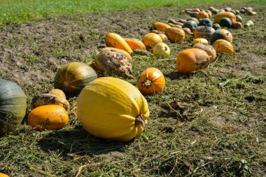 Balkabağı hasadı. Tarlada bir sürü balkabağı kuyruğu var. Çiftlikte kocaman bir kabak tarlası var. Çarşafın üzerinde bir sürü balkabağı var..