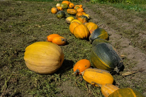 Pumpkin Harvest Lot Pumpkin Line Field Massive Pumpkin Field Farm — Stock Photo, Image