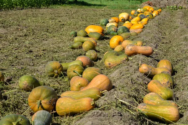 Balkabağı hasadı. Tarlada bir sürü balkabağı kuyruğu var. Çiftlikte kocaman bir kabak tarlası var. Çarşafın üzerinde bir sürü balkabağı var..