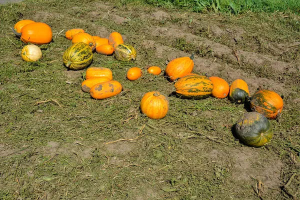 Pumpkin Harvest Lot Pumpkin Line Field Massive Pumpkin Field Farm — Stock Photo, Image