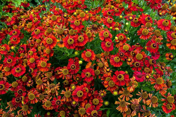 Kwitnące Kwiaty Helenium Pomarańczowo Czerwone Kwiaty Helenium Klombie Jasne Czerwone — Zdjęcie stockowe