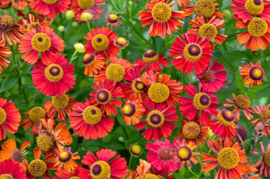 Çiçek açan helenyum çiçekleri. Çiçeklikte portakal kırmızısı çiçek helenyumu. Bahçedeki parlak kırmızı helenyum çiçekleri.