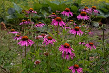 Pembe Echinacea çiçekleri. Parkta Echinacea çiçekleri. Güzel yaz çiçekleri, pembe, Echinacea purpurea çiçekleri..