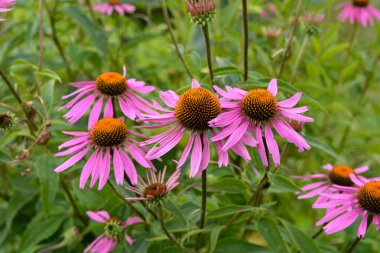 Pembe Echinacea çiçekleri. Parkta Echinacea çiçekleri. Güzel yaz çiçekleri, pembe, Echinacea purpurea çiçekleri..