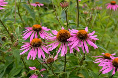 Pembe Echinacea çiçekleri. Parkta Echinacea çiçekleri. Güzel yaz çiçekleri, pembe, Echinacea purpurea çiçekleri..