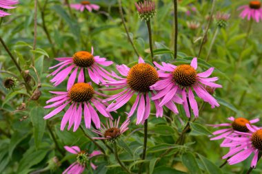 Pembe Echinacea çiçekleri. Parkta Echinacea çiçekleri. Güzel yaz çiçekleri, pembe, Echinacea purpurea çiçekleri..