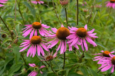 Pembe Echinacea çiçekleri. Parkta Echinacea çiçekleri. Güzel yaz çiçekleri, pembe, Echinacea purpurea çiçekleri..