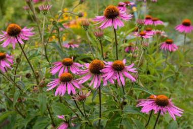 Pembe Echinacea çiçekleri. Parkta Echinacea çiçekleri. Güzel yaz çiçekleri, pembe, Echinacea purpurea çiçekleri..