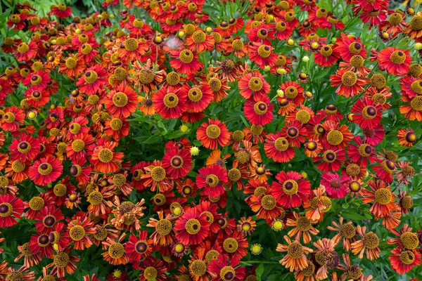Florescendo Flores Helênio Flores Laranja Vermelhas Helênio Canteiro Flores Flores — Fotografia de Stock