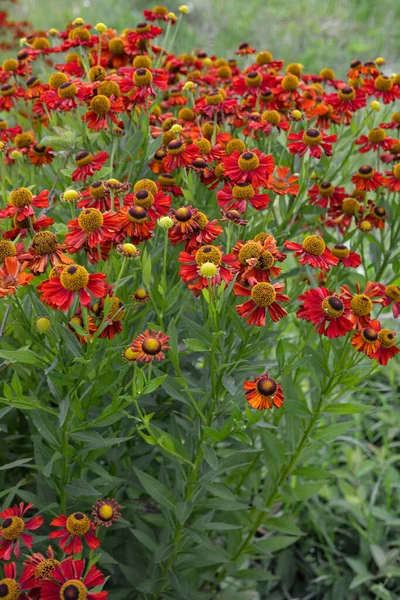 Цветущие Цветки Гелия Оранжево Красные Цветы Гелий Клумбе Ярко Красные — стоковое фото