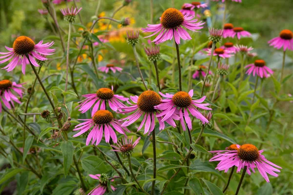 Pembe Echinacea çiçekleri. Parkta Echinacea çiçekleri. Güzel yaz çiçekleri, pembe, Echinacea purpurea çiçekleri..