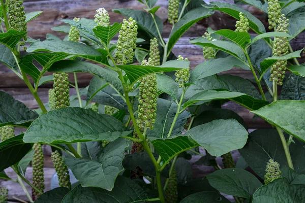 Lakonos ya da bahçesinde mor böğürtlenli Amerikan phytolacca. Lakonos American, Phytolacca. Enfeksiyon, koyu menekşe ve pembe fuşya üzümü kümesi. Büyük yeşil yapraklar.