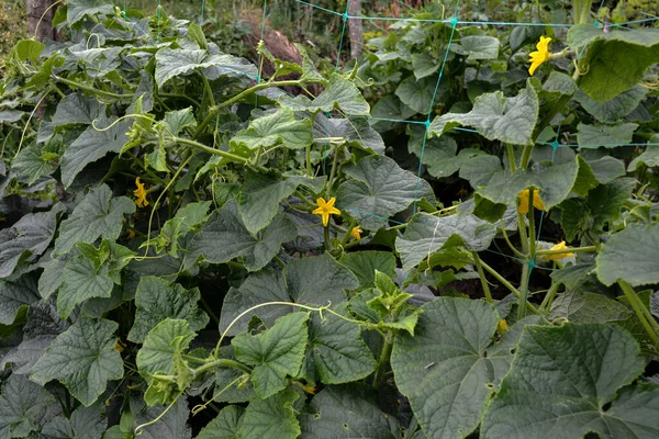 Yeşil Salatalık Dalları Sarmaşık Ipleri Boyunca Kıvrılır Bahçede Salatalık Yetiştiriyor Telifsiz Stok Imajlar